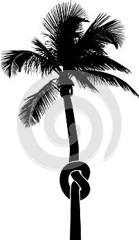 Knotted Palm Tree