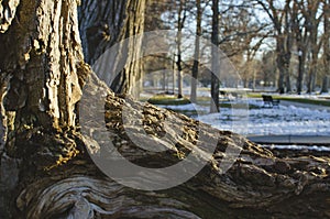 The knotted roots of the park tree