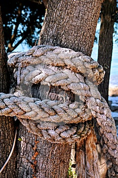 A knotted rope in a large tree