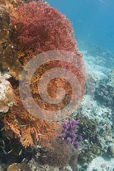 Knotted sea fan (Melithaea ochracea) photo