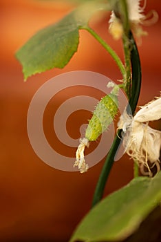 A knotted small cucumber on a stem with a green leafs