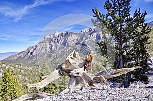 Knotted Tree Root Along Trails of Mount Charleston, Nevada