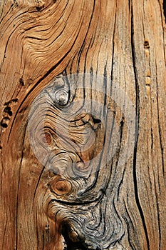 Knotted trunk detail