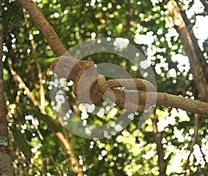 knotted vine detail in the generic vegetation of a rainforest