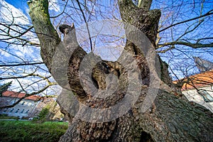 Knotty old lime (Tilia tomentosa) taken from below to the blue sky