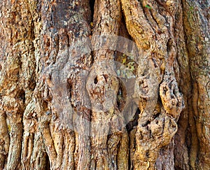 Knotty tree bark photo