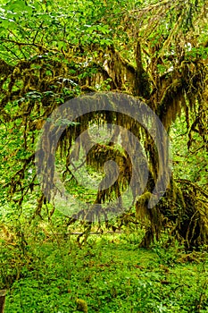 Knotty tree covered with moss photo