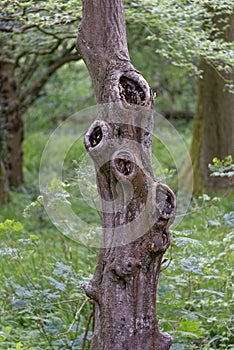 Knotty tree in forest