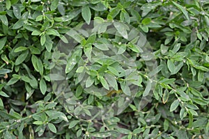 Knotweed bird, Polygonum aviculare. Annual herbaceous plant