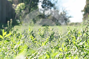 Knotweed grass and trees