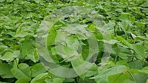 Knotweed invasive plant Reynoutria Fallopia japonica Sakhalin Japanese,expansive species of dangerous leaf, leaves