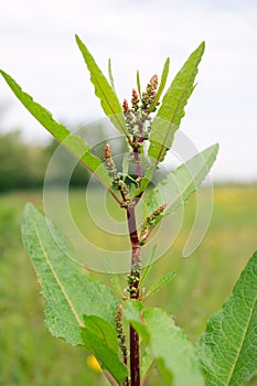 Knotweed (Persicaria amphibia)