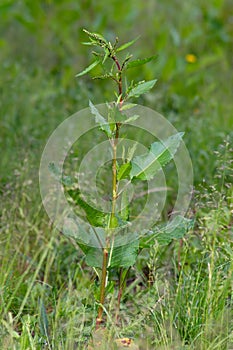 Knotweed (Persicaria amphibia)