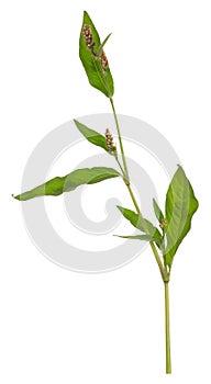 Knotweed, Persicaria plant isolated on white background