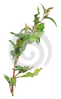 Knotweed, Persicaria plant isolated on white background