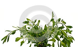 Knotweed or polygonum aviculare. Isolate.