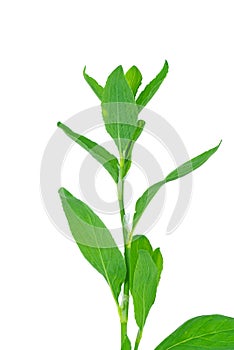 Knotweed or polygonum aviculare.Isolated on white