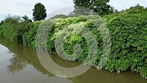 Knotweed Reynoutria dron aerial video shot Fallopia japonica Sakhalin Japanese, invasive and expansive species of