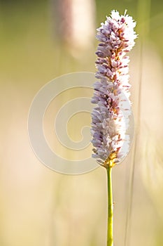 Knotweed snakeroot