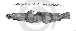 Knout goby. Hand drawn black realistic illustration.