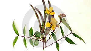 Septicweed coffeeweed senna coffee thulo tapre shrub
