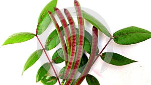 Styptic weed coffeeweed fruits leaves photo