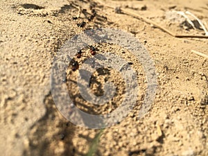 Army ants