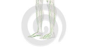 Knowledge of the anatomy of the human lymphatic system