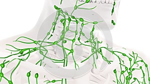 Knowledge of the human lymphatic system