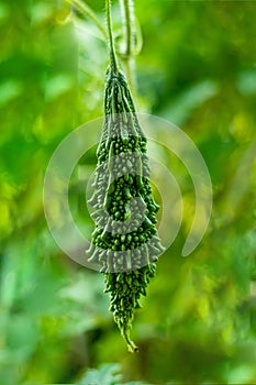 Known as bitter melon, bitter gourd, balsam pear, pare, or karela, korolla