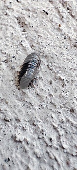 Roly-poly Armadillidium vulgare or pill-bug