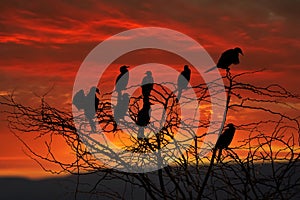 known as the great black cormorant across the Northern The great cormorant, Phalacrocorax carbo Hemisphere, the black cormorant in photo