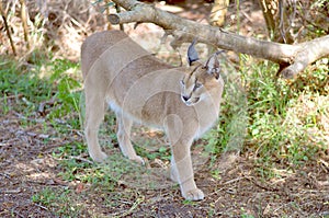 A small caracal walks in the reserve photo