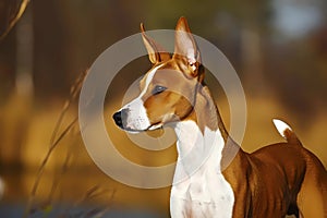 Basenji - originated in Central Africa