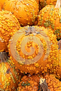 Close up of mulitple knucklehead pumpkins