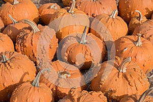 KnuckleHead Pumpkins in a Pumpkin Patch in Northern California