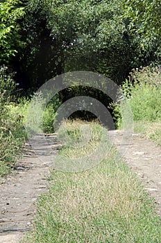 Knurled road to a green grove