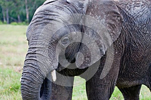 Knysna African Elephant