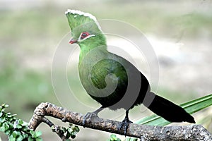 Knysna Loerie photo