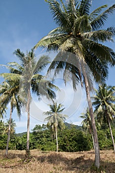 Ko Chang island landscape
