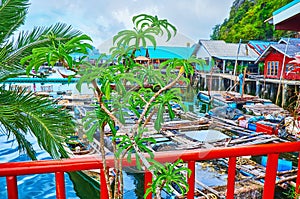 Ko Panyi floating village behind plumeria shrub, Phang Nga Bay, Thailand