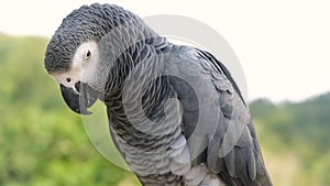 KO SAMUI, THAILAND - FEBRUARY 26, 2020: Paradise park. Gray big parrot jaco