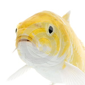 KoÃ¯Â¿Â½ - YAMABUKI OGON