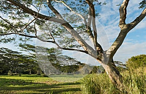 Koa trees acacia koa kauai hawaii photo