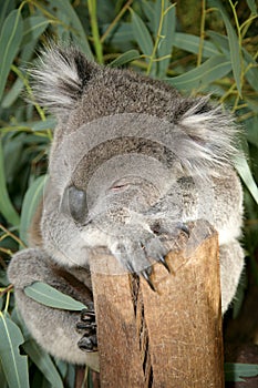 Koala 1