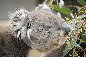 Koala