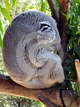 Koala