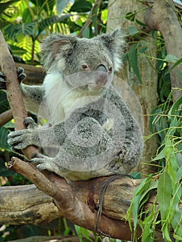 Koala