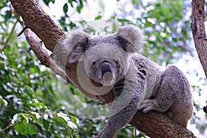 Koala