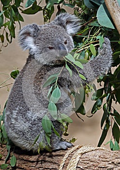 Koala